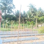 Dinas Tanaman Pangan dan Holtikultura Tolitoli