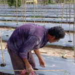 Petani Tolitoli Petani Tolitoli