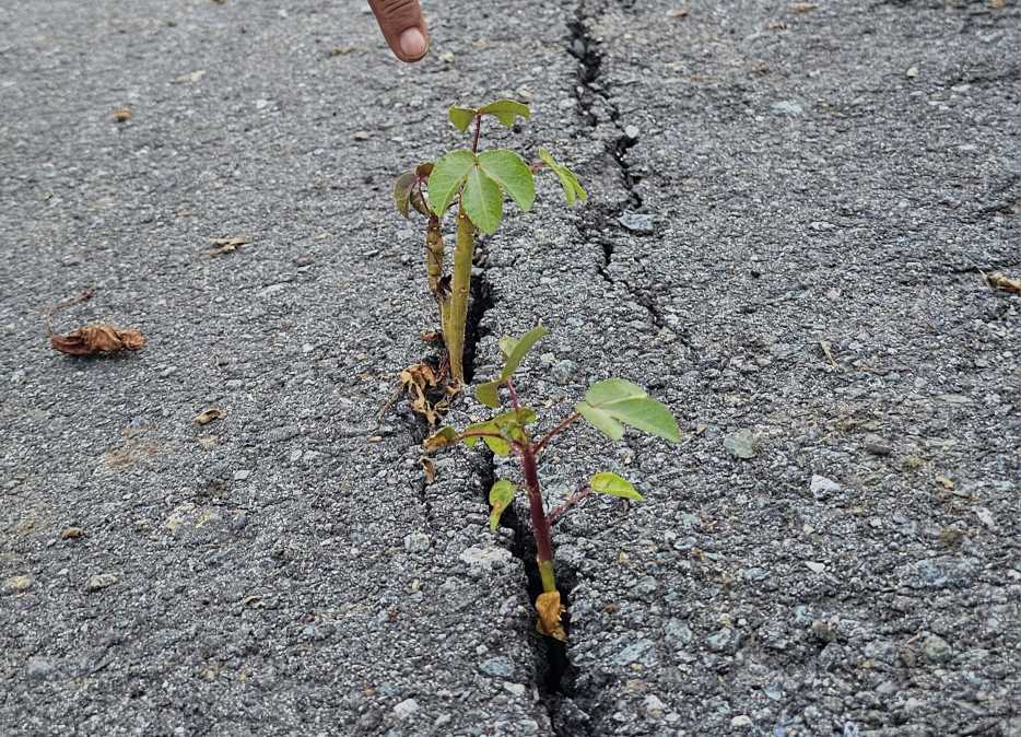 IMG-20241111-WA0102_Kcrpl4R22J IMG 20241111 WA0102 Kcrpl4R22J